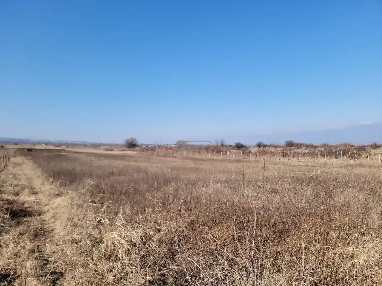 Старый виноградник в Кисисхеви