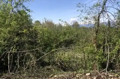 მიწის ნაკვეთი წინანდალში