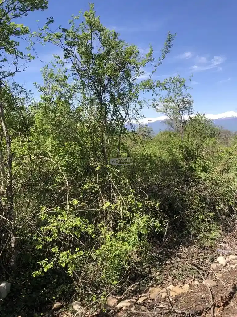 მიწის ნაკვეთი წინანდალში