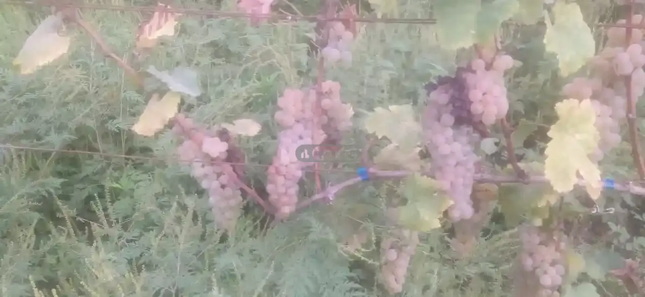 Vineyard for Sale in Artana