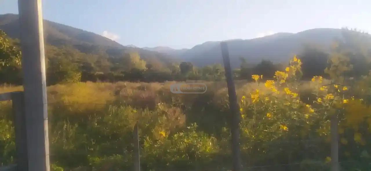 Vineyard for Sale in Artana