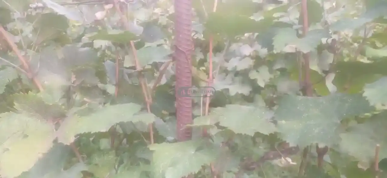 Vineyard for Sale in Artana