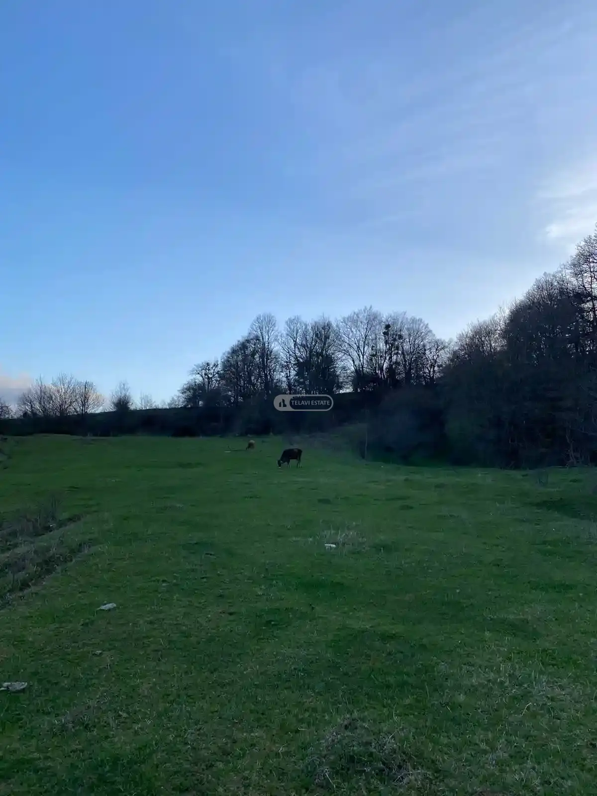 Продается земельный участок в селе Тетрицклеби