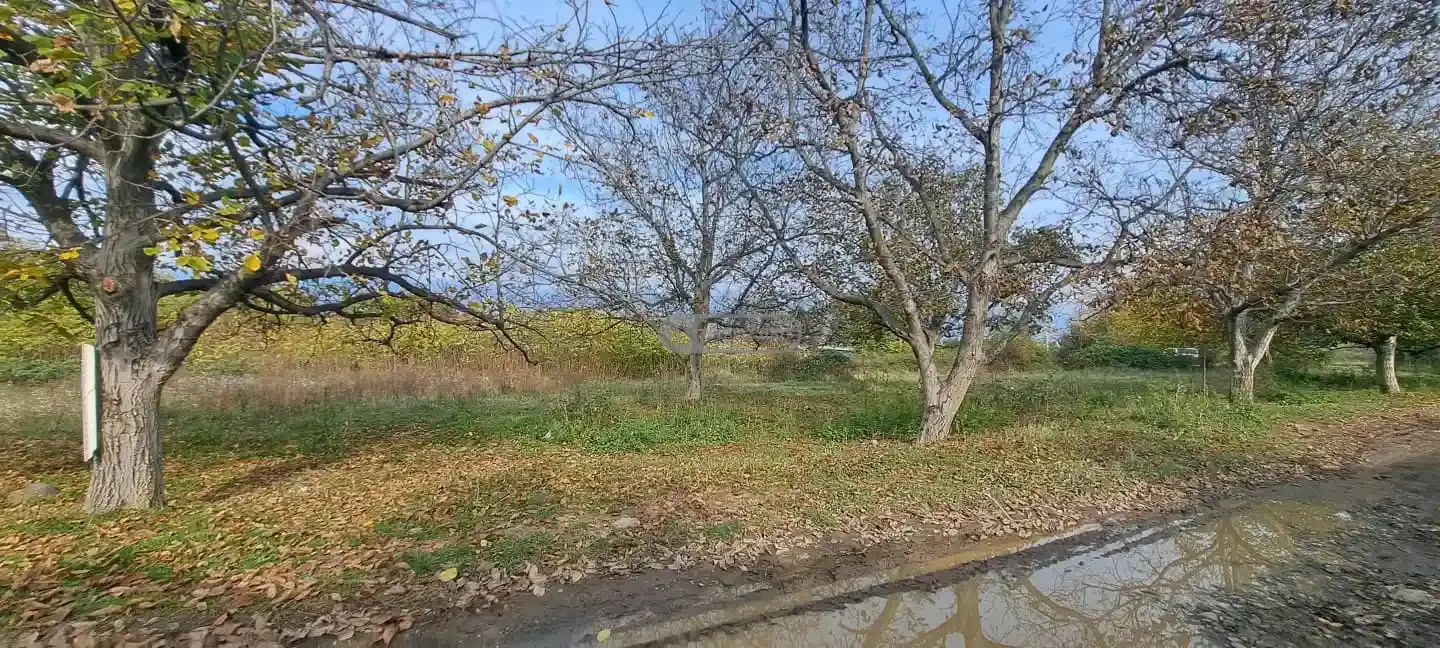 მიწის ნაკვეთი შალაურში