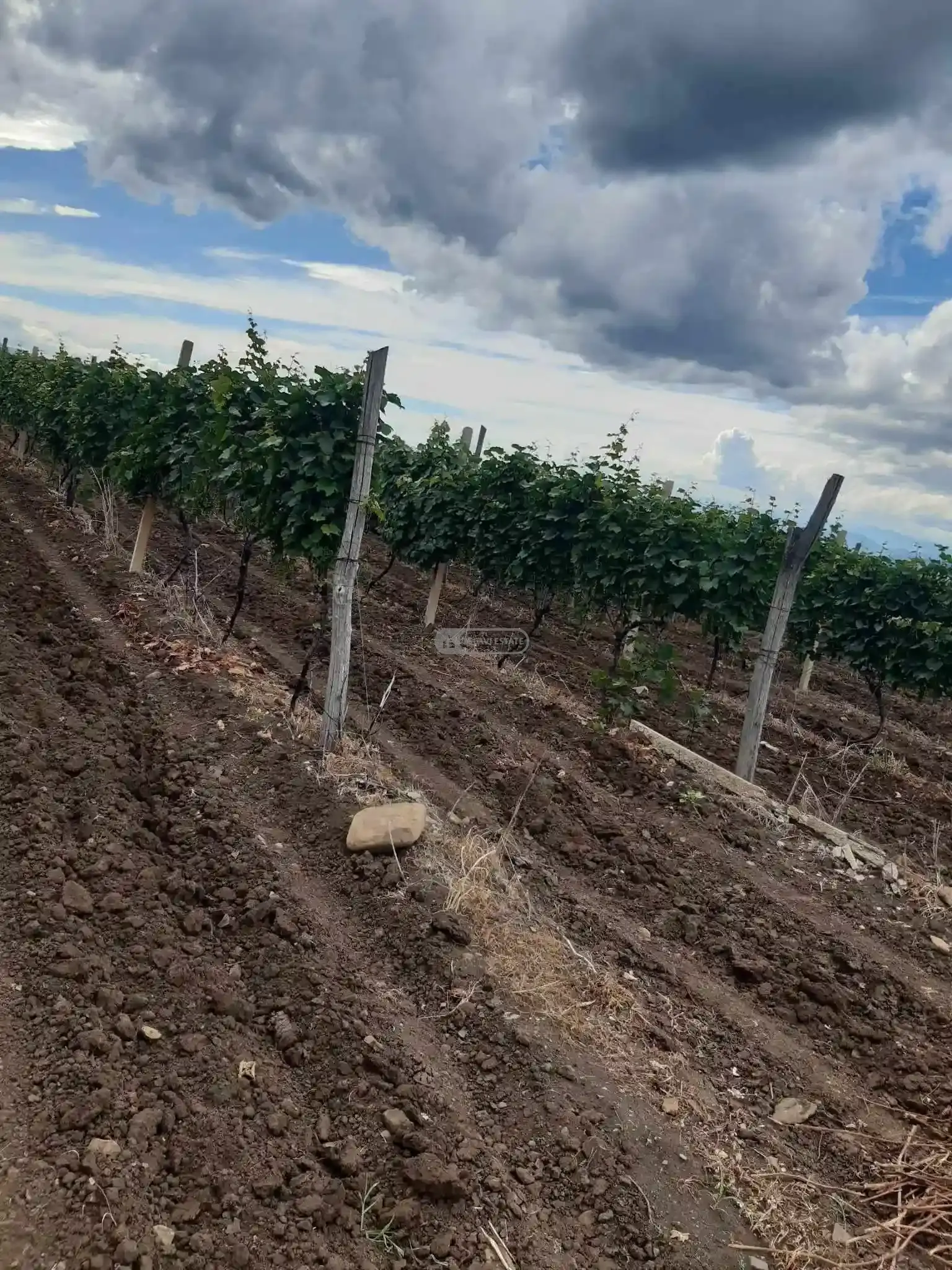 Земельный участок с виноградником в Кисисхеви