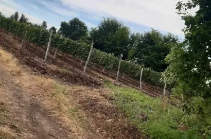 მიწის ნაკვეთი ვენახით კისისხევში