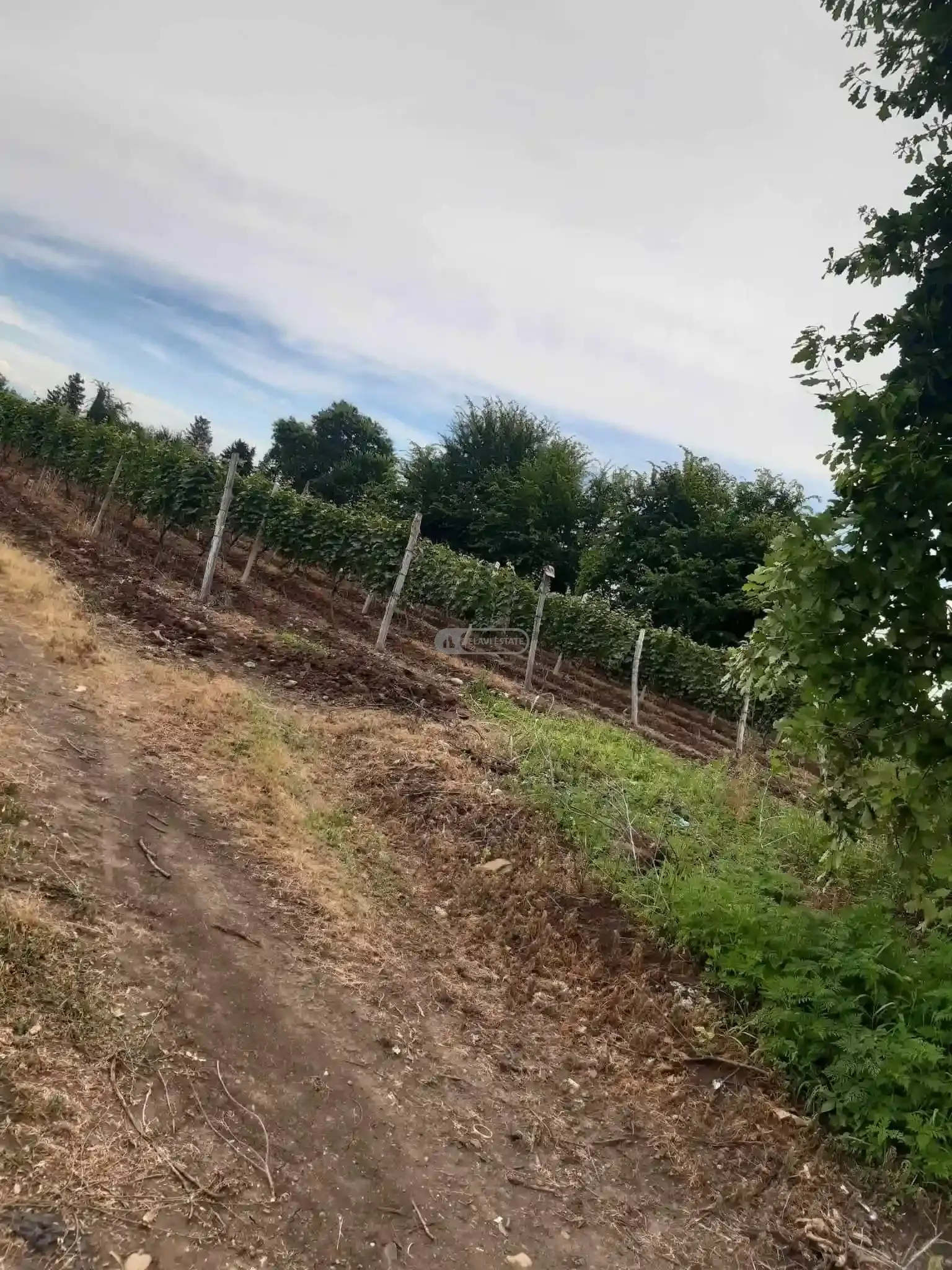 Земельный участок с виноградником в Кисисхеви