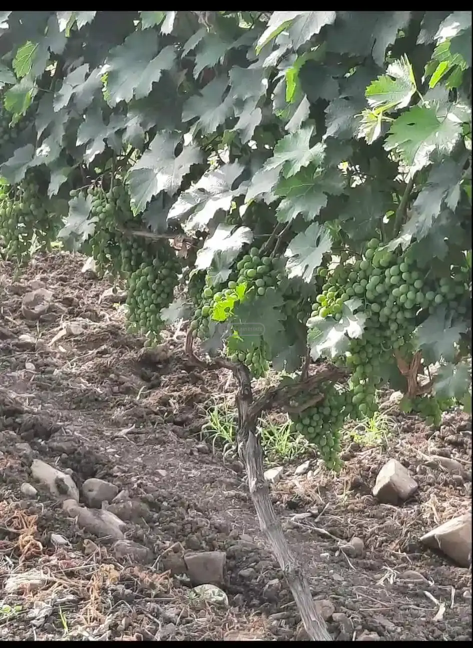 Земельный участок с виноградником в Кисисхеви