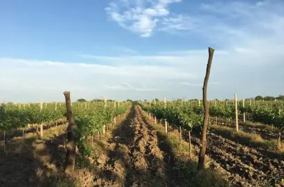 მიწის ნაკვეთი ვანთაში