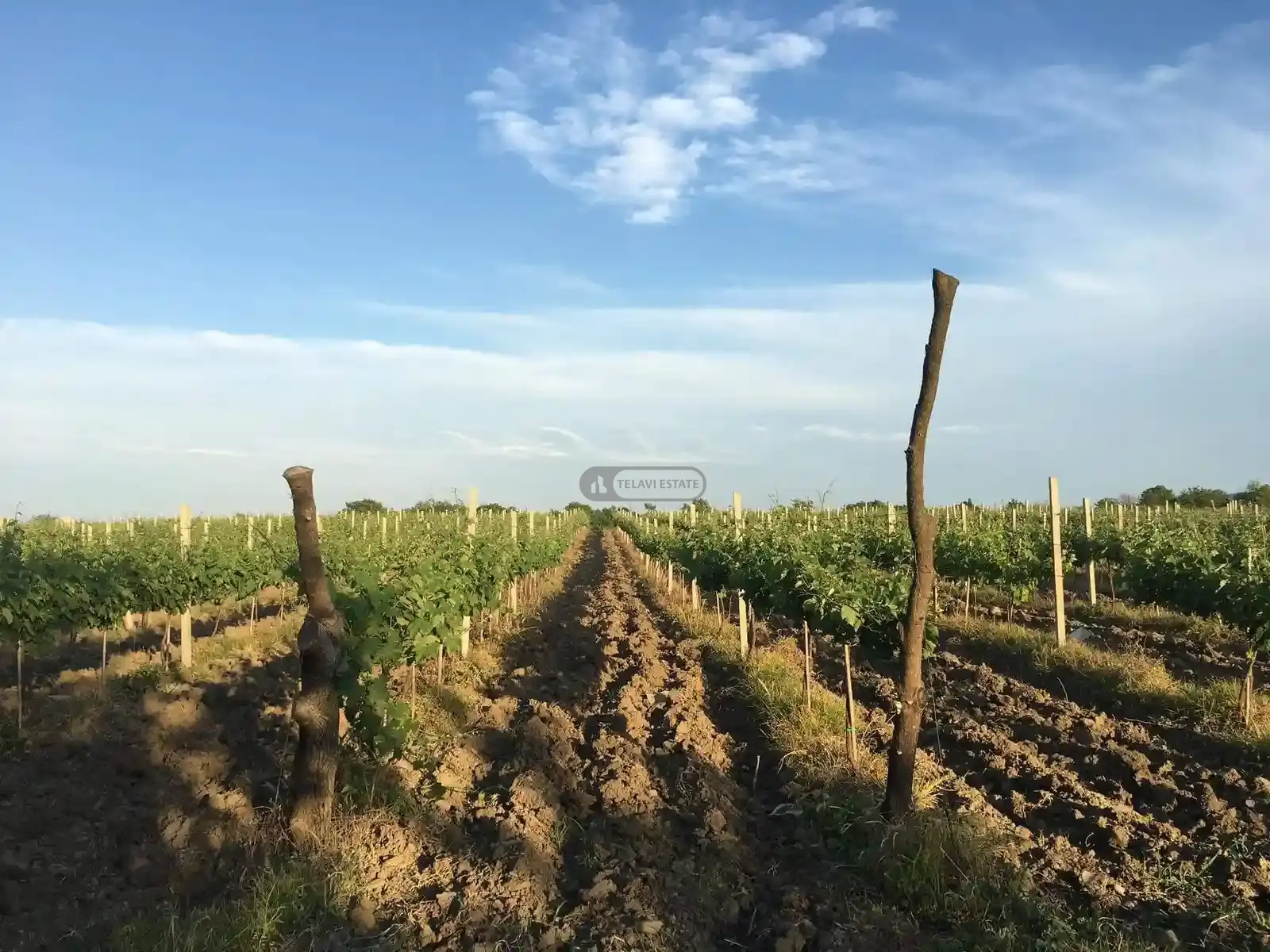 მიწის ნაკვეთი ვანთაში