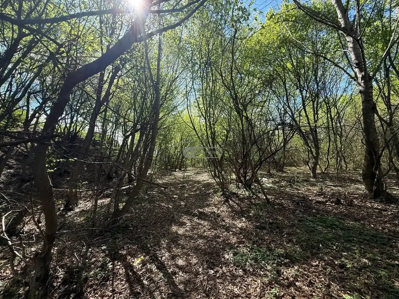 მიწის ნაკვეთი შალაურში