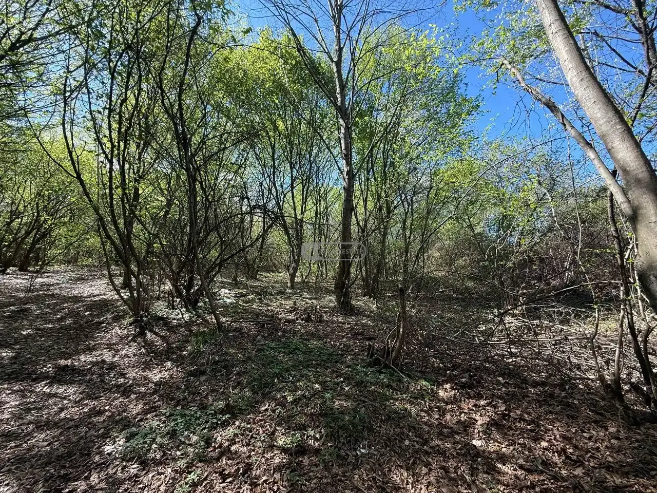 მიწის ნაკვეთი შალაურში