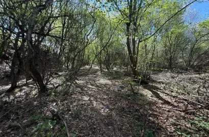 მიწის ნაკვეთი შალაურში