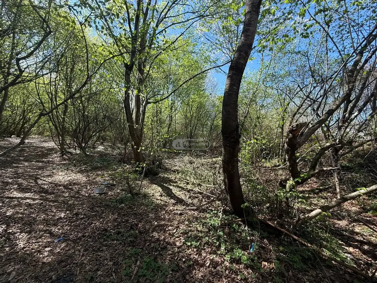 მიწის ნაკვეთი შალაურში