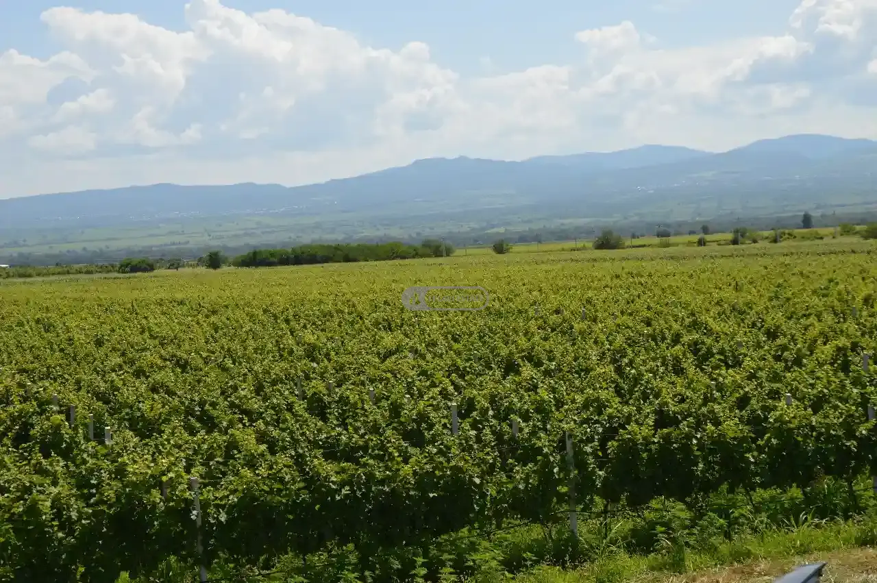 Виноградник в Шилде