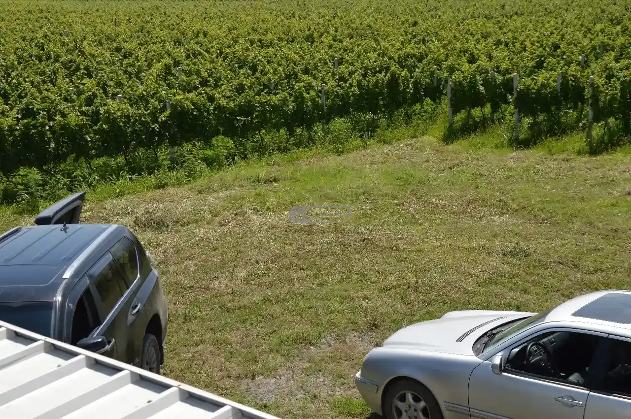 Виноградник в Шилде