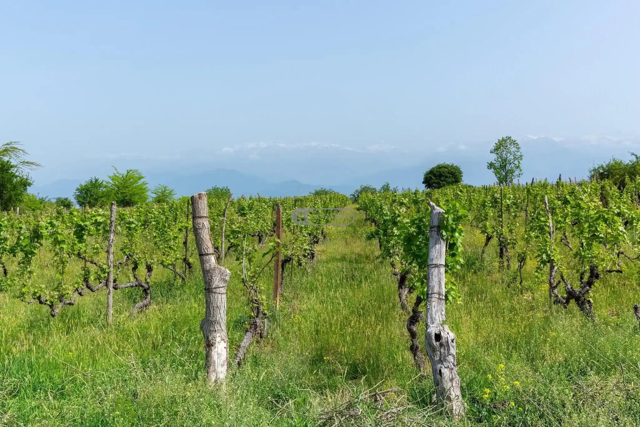 Земельный участок в Икалто